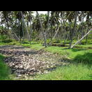 Hier rottet die Kernumhüllung unreifer Kokosnüsse